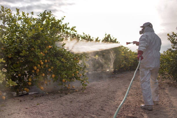 Best Local Pest Control Services  in Woodsboro, MD