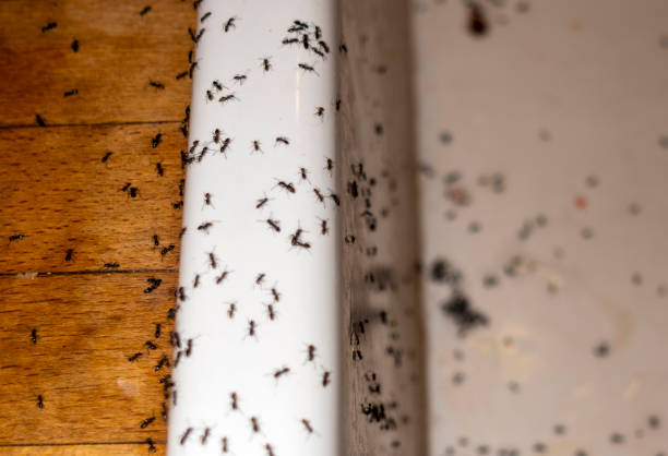 Best Flea Control Services  in Woodsboro, MD