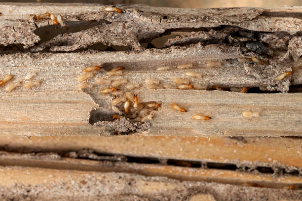 Best Exterminator Services  in Woodsboro, MD